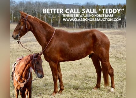 Tennessee Walking Horse, Castrone, 4 Anni, 152 cm, Sauro ciliegia