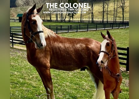 Tennessee Walking Horse, Castrone, 4 Anni, 152 cm, Sauro scuro