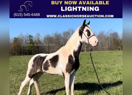 Tennessee Walking Horse, Castrone, 4 Anni, 152 cm, Tobiano-tutti i colori