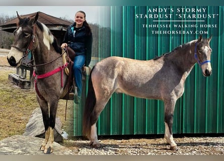 Tennessee Walking Horse, Castrone, 4 Anni, 157 cm, Pelle di daino