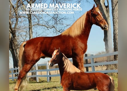 Tennessee Walking Horse, Castrone, 4 Anni, 163 cm, Sauro ciliegia