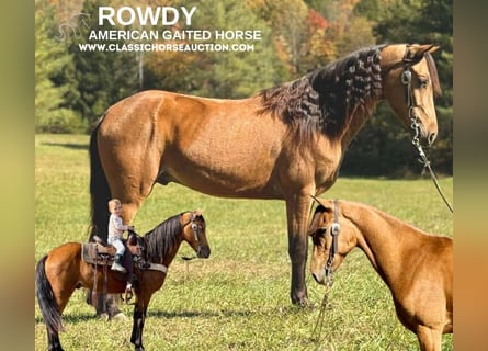 Tennessee Walking Horse, Castrone, 5 Anni, 142 cm, Pelle di daino