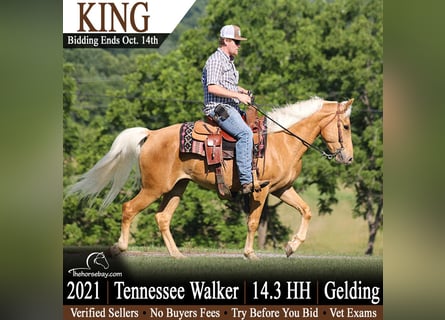 Tennessee Walking Horse, Castrone, 5 Anni, 150 cm, Palomino