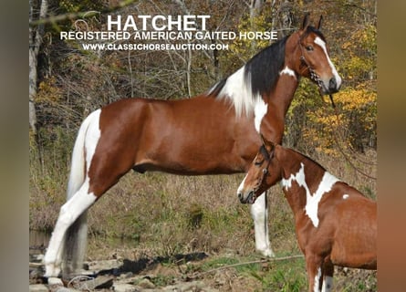 Tennessee Walking Horse, Castrone, 5 Anni, 152 cm, Baio ciliegia