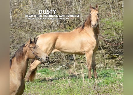 Tennessee Walking Horse, Castrone, 5 Anni, 152 cm, Champagne