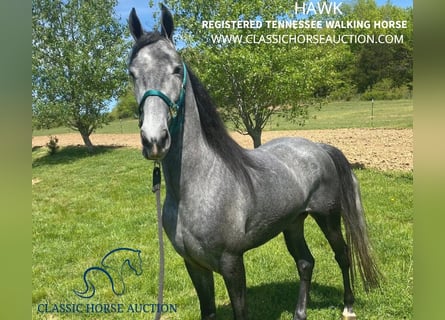 Tennessee Walking Horse, Castrone, 5 Anni, 152 cm, Grigio