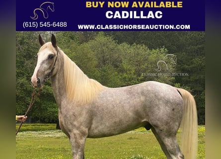 Tennessee Walking Horse, Castrone, 5 Anni, 152 cm, Sabino