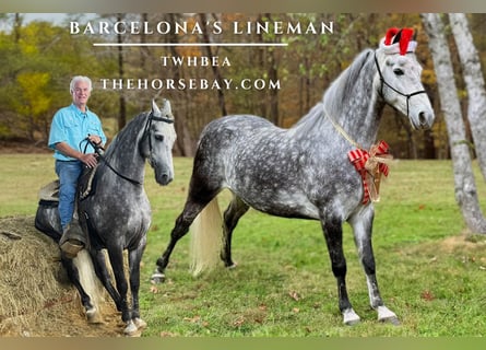 Tennessee Walking Horse, Castrone, 6 Anni, 152 cm, Grigio