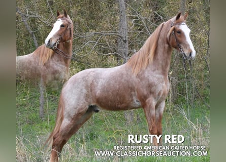Tennessee Walking Horse, Castrone, 6 Anni, 152 cm, Roano rosso