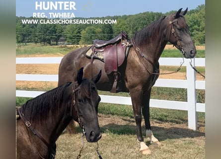 Tennessee Walking Horse, Castrone, 6 Anni, 152 cm, Tobiano-tutti i colori