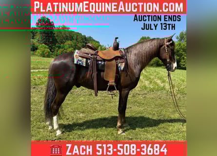 Tennessee Walking Horse, Castrone, 6 Anni, 155 cm, Sauro scuro