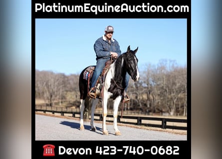 Tennessee Walking Horse, Castrone, 6 Anni, Tobiano-tutti i colori