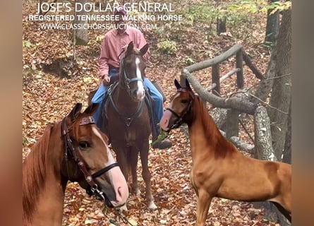 Tennessee Walking Horse, Castrone, 7 Anni, 142 cm, Sauro scuro