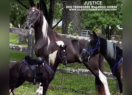 Tennessee Walking Horse, Castrone, 7 Anni, 142 cm, Tobiano-tutti i colori