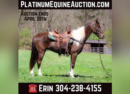 Tennessee Walking Horse, Castrone, 7 Anni, 150 cm, Tobiano-tutti i colori