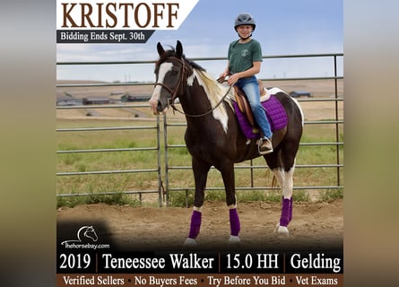 Tennessee Walking Horse, Castrone, 7 Anni, 152 cm, Morello
