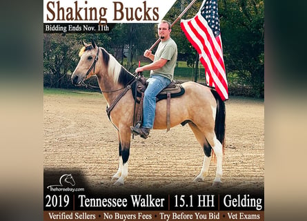 Tennessee Walking Horse, Castrone, 7 Anni, 155 cm, Pelle di daino