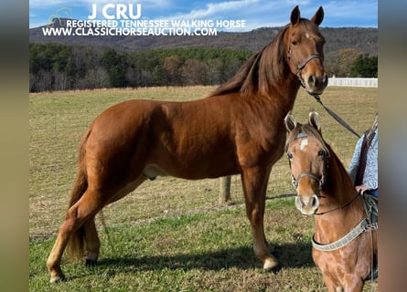 Tennessee Walking Horse, Castrone, 8 Anni, 142 cm, Sauro ciliegia