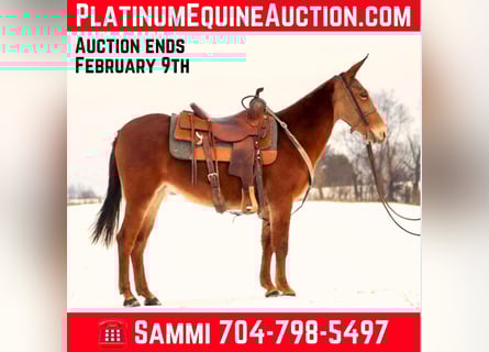Tennessee Walking Horse, Castrone, 8 Anni, 142 cm, Sauro scuro
