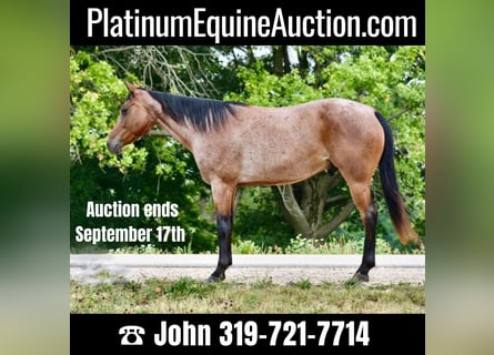 Tennessee Walking Horse, Castrone, 8 Anni, 150 cm, Baio roano