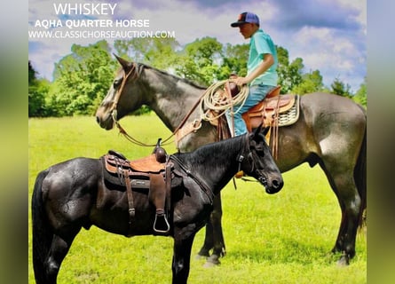 Tennessee Walking Horse, Castrone, 8 Anni, 163 cm, Baio roano