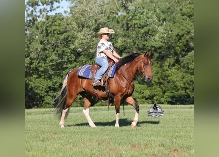 Tennessee Walking Horse, Castrone, 9 Anni, 143 cm, Tobiano-tutti i colori