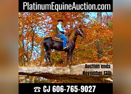 Tennessee Walking Horse, Castrone, 9 Anni, 155 cm, Baio