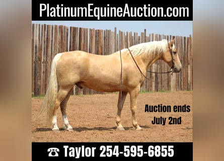 Tennessee Walking Horse, Castrone, 9 Anni, 157 cm, Palomino
