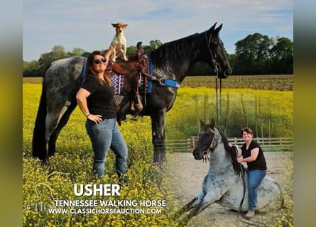 Tennessee Walking Horse, Castrone, 9 Anni, 163 cm, Roano blu