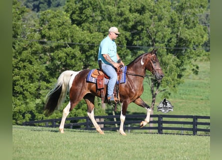 Tennessee walking horse, Gelding, 10 years, 14.3 hh, Tobiano-all-colors