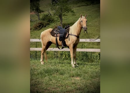Tennessee walking horse, Gelding, 10 years, 15.2 hh, Palomino