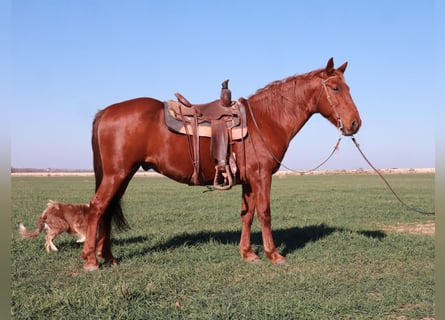 Tennessee walking horse, Gelding, 10 years, 15.3 hh, Sorrel