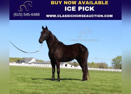 Tennessee walking horse, Gelding, 10 years, 15 hh, Black