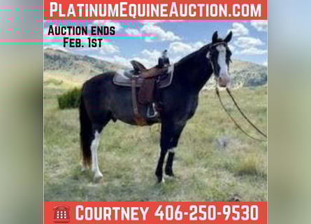 Tennessee walking horse, Gelding, 10 years, 15 hh, Black