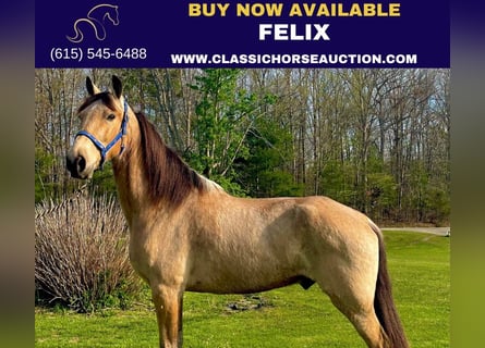 Tennessee walking horse, Gelding, 10 years, 15 hh, Buckskin