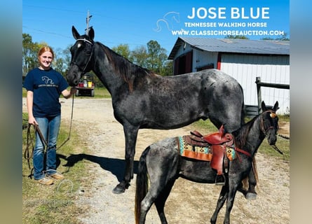 Tennessee walking horse, Gelding, 10 years, 15 hh, Roan-Blue