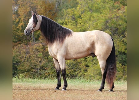 Tennessee walking horse, Gelding, 10 years, 16.1 hh, Buckskin