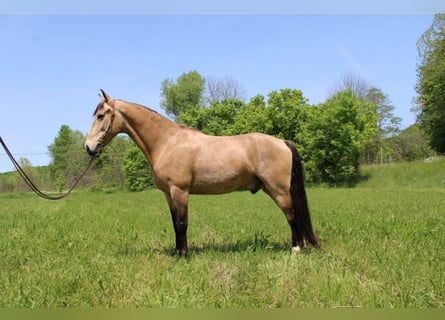 Tennessee walking horse, Gelding, 10 years, Buckskin