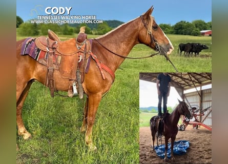 Tennessee walking horse, Gelding, 11 years, 14 hh, Sorrel