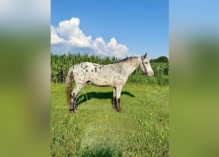 Tennessee walking horse, Gelding, 11 years, 14 hh, Tobiano-all-colors