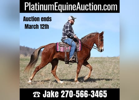 Tennessee walking horse, Gelding, 11 years, 15.1 hh, Sorrel