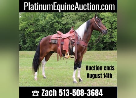 Tennessee walking horse, Gelding, 11 years, 15 hh, Tobiano-all-colors