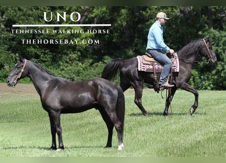 Tennessee walking horse, Gelding, 11 years, Black