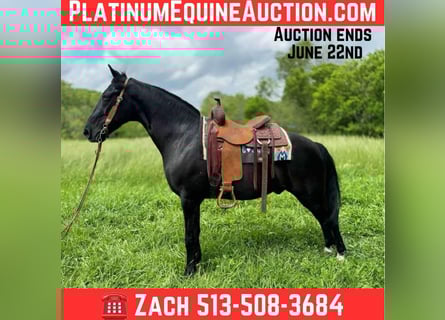 Tennessee walking horse, Gelding, 12 years, 15.1 hh, Black