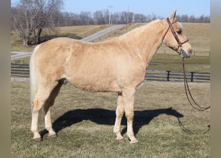 Tennessee walking horse, Gelding, 12 years, 15.2 hh, Palomino