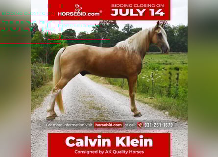 Tennessee walking horse, Gelding, 12 years, 15,1 hh, Palomino