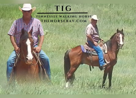 Tennessee walking horse, Gelding, 12 years, Bay