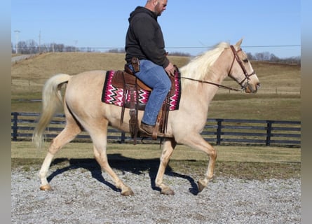 Tennessee walking horse, Gelding, 12 years, Palomino