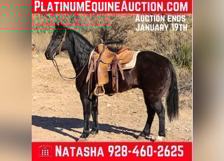 Tennessee walking horse, Gelding, 13 years, 14 hh, Black