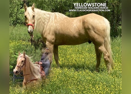 Tennessee walking horse, Gelding, 13 years, 16 hh, Palomino